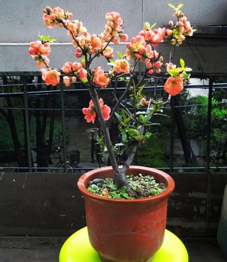 The method of making bonsai of Begonia with stick stem