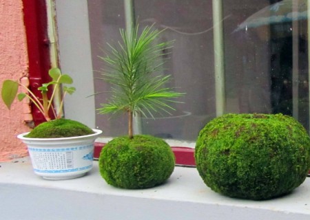 Diagram of self-made method of DIY for bonsai with moss jade balls