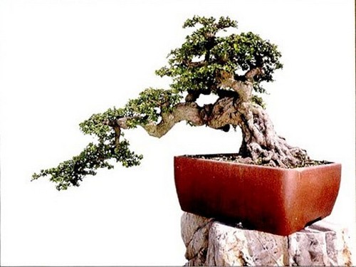 The method of making Fujian Tea Bonsai