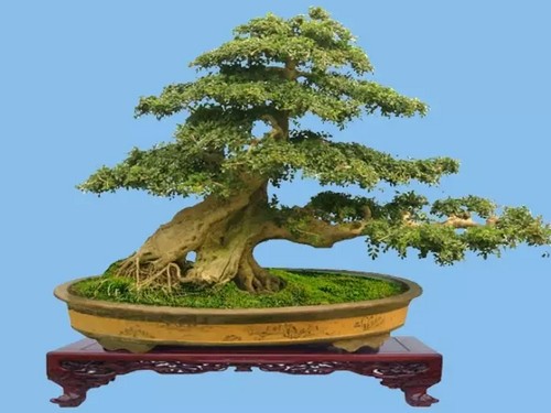 The method of making jungle bonsai with white wax