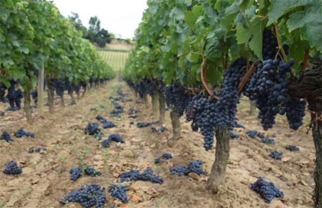 Matters needing attention in grape harvest