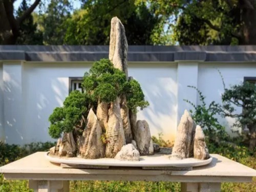 Production technology of rockery bonsai