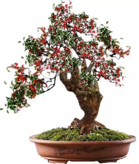 How to make Chinese wolfberry bonsai