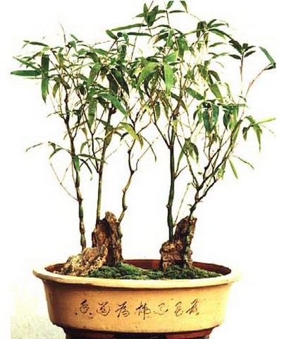 The method of making bonsai of Buddha belly bamboo