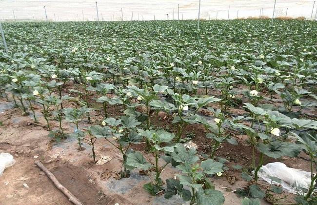 Management methods of okra at seedling stage