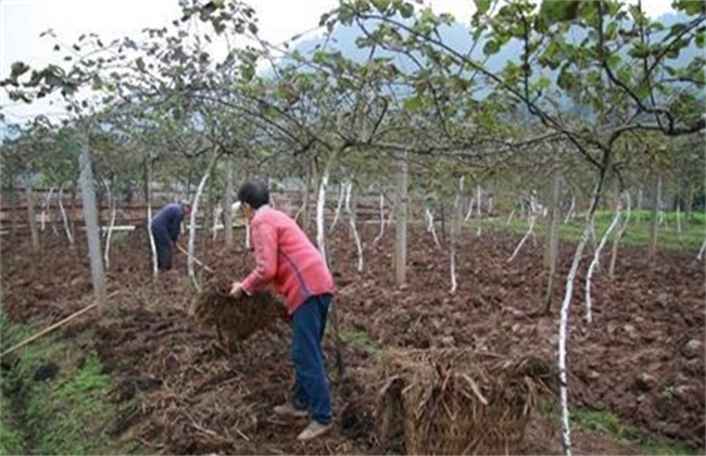 How to apply fertilizer during the expansion period of kiwifruit