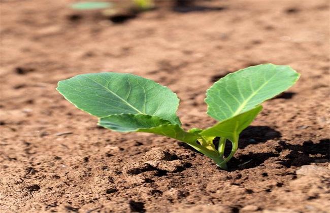 Management of Cabbage Seedling stage