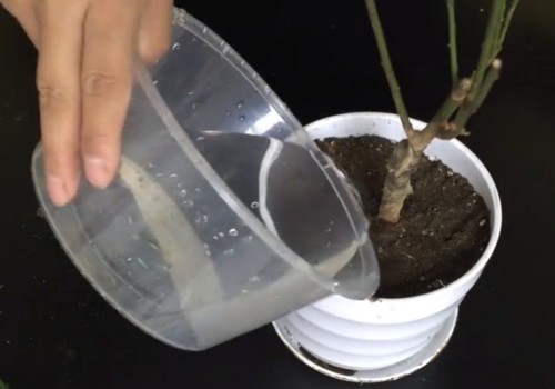 How to raise family potted plum blossoms