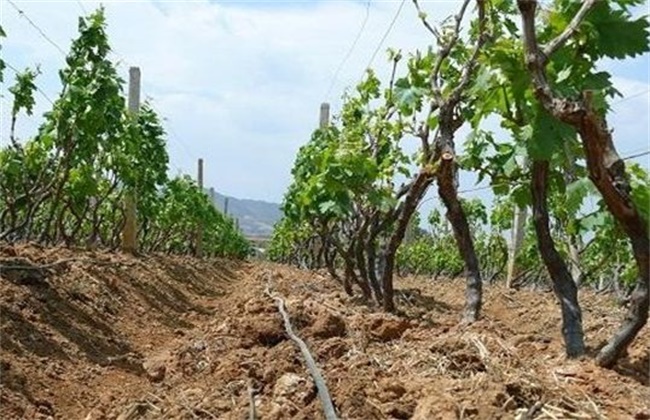 Water-saving irrigation method for grape