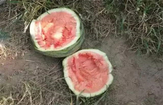 Causes and control methods of watermelon pulp toppling