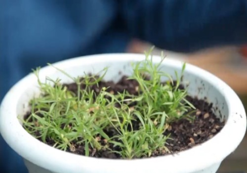 How to raise the seedlings of Mantianxing