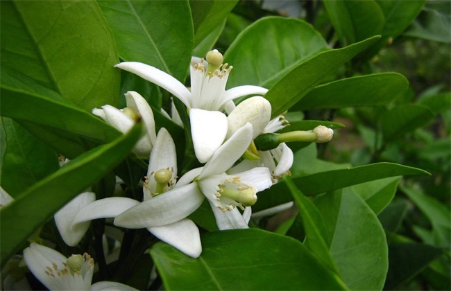 Measures for thinning flowers and fruits of citrus