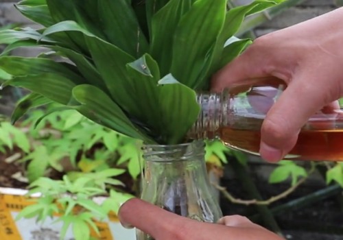 Can you raise rich bamboo with white vinegar in water?