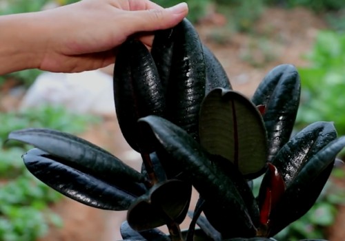 How do rubber trees grow fast?