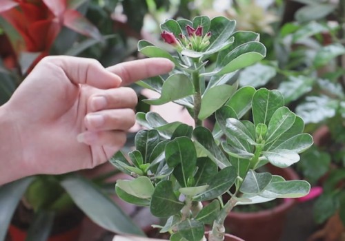 Maintenance skills of Desert Rose