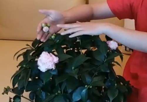 How to maintain and manage the camellias just bought with buds