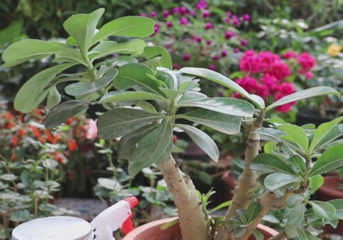 Winter maintenance methods of Desert Rose