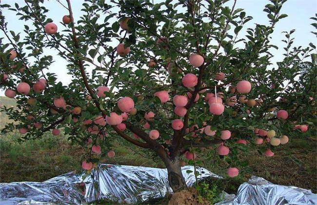 Matters needing attention in extra-root topdressing of fruit trees