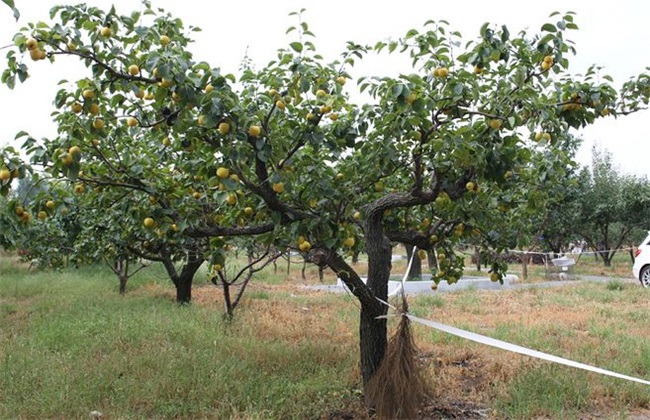 Benefits of extra-root topdressing of fruit trees