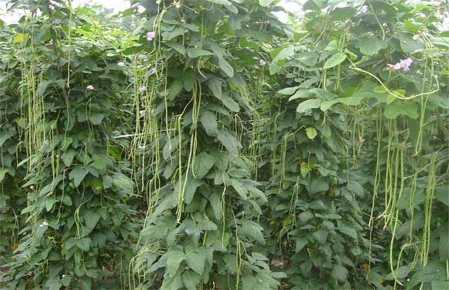 Field management of cowpea in open field