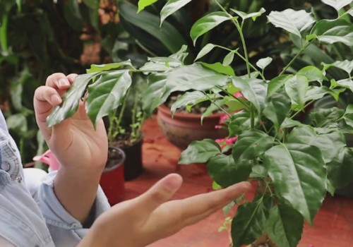 How to maintain the Happiness Tree indoors