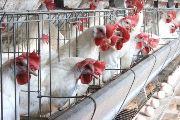 Put an end to the nightmare of underground medication in chicken farming! The Bureau of Prevention and Inspection will announce that the insecticide 