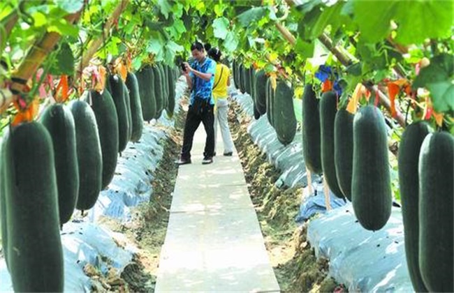 Planting techniques of black-skinned wax gourd