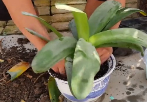 Detailed picture and text course on how to plant a gentleman's orchid after its rotten roots