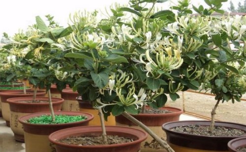 How to raise potted honeysuckle