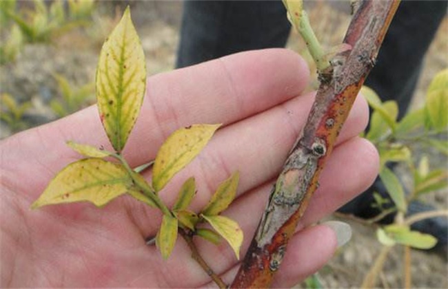 Control measures of blueberry mosaic disease