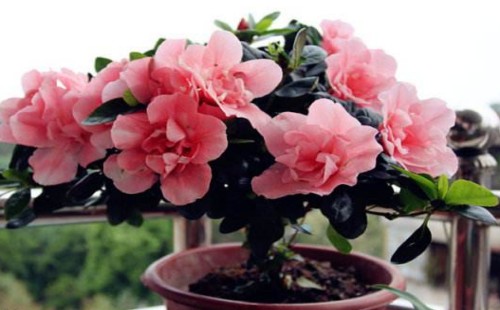 How to spend summer safely with summer cuckoo bonsai