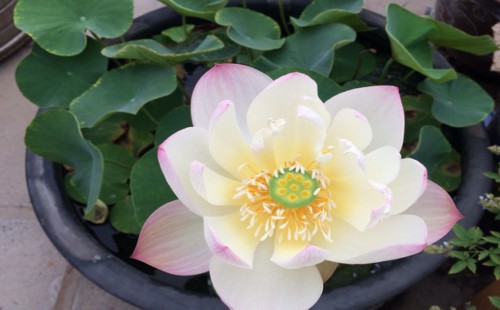 What will happen if the bowl of lotus is cultured in water without mud?