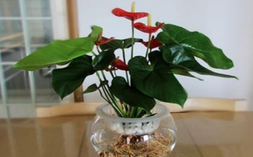 Is it better to raise Anthurium andraeanum with water or soil?