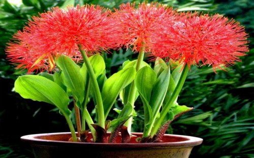 Why does potted Lycoris not blossom in the north?