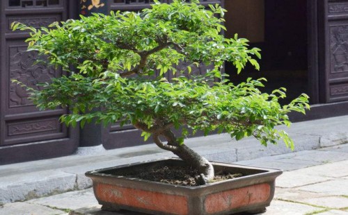 Do elm bonsai need to be moved back indoors in summer?