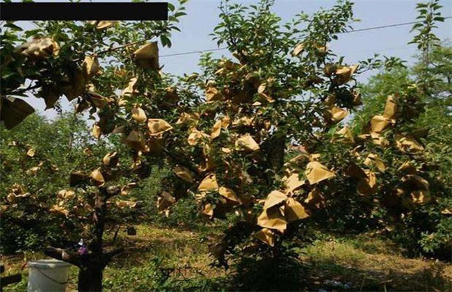 Time and method of bagging lemon