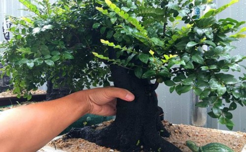 Can bonsai of black bone tea bask in the sun?