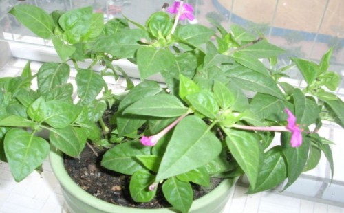 Culture method of potted Thunder Flower