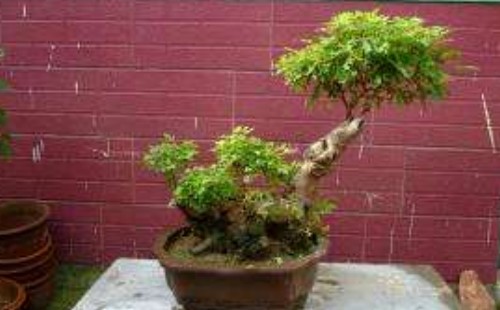 Maintenance of bonsai with bumps in bauhinia trees