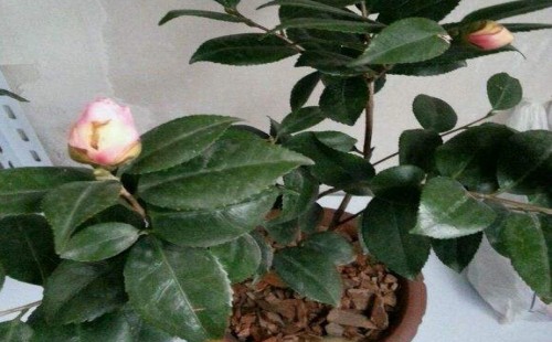 Causes and Countermeasures of Camellia Bud not blooming