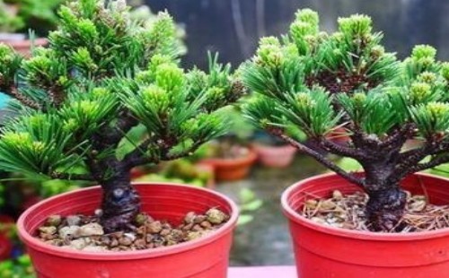 How to Care for Qianshou Pill Bonsai