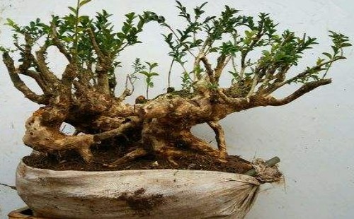 How to thicken the root system of boxwood bonsai