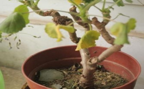 What about the yellowing of the geranium leaves?