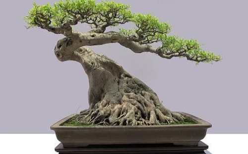 How to make bonsai trees thicker