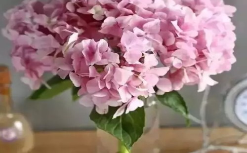 How to keep Hydrangea fresh in Water