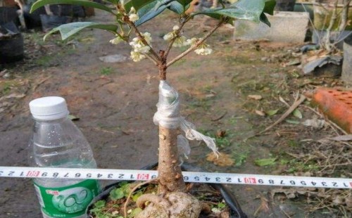 Is it easy to raise sweet-scented osmanthus by tassel grafting?