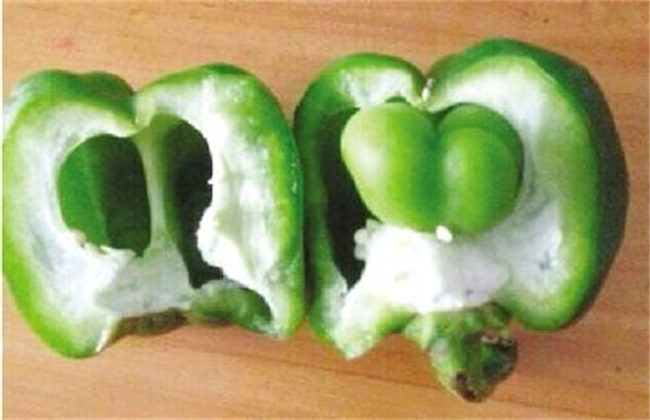 Causes and preventive methods of abnormal fruit of sweet pepper