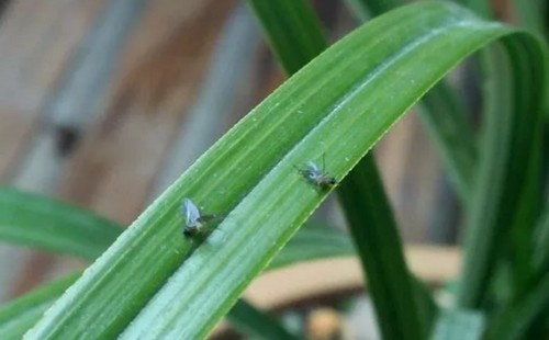 What if there are little flying insects in the flowerpot?