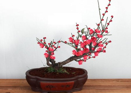 Maintenance skills of red plum bonsai in winter