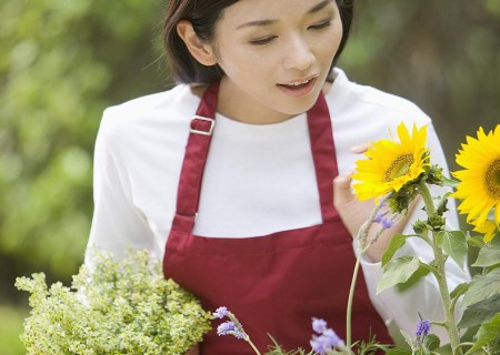 How to raise potted sunflowers